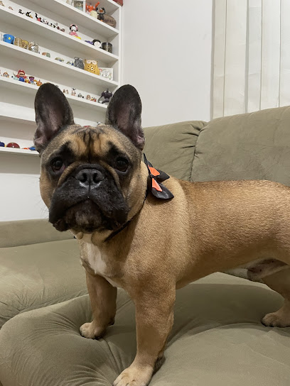 AMI - Centro de Reabilitação e Fisioterapia Veterinária
