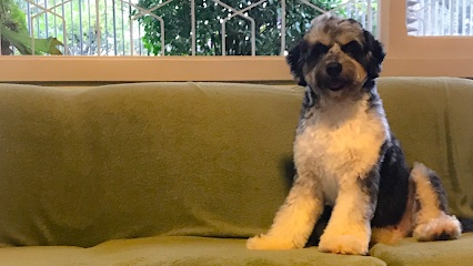Bicharada Veterinária