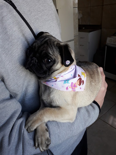 Rastro Veterinária